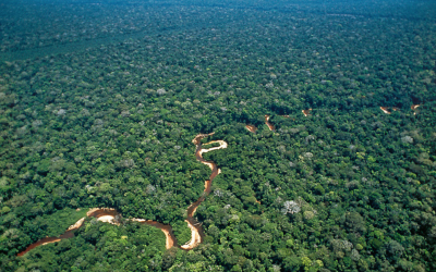 Caixabank y su proyecto de reforestación del Perú