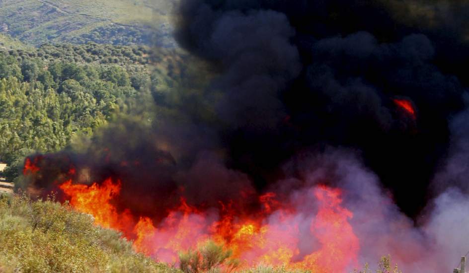 afectan los incendios forestales en medio ambiente? - ZeroEmissionsObjective