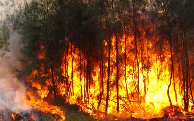 ¿Cómo afectan los incendios forestales en el medio ambiente?