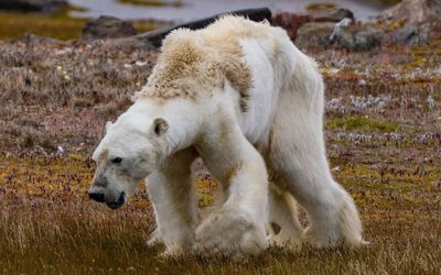 El oso famélico de Canadá y su relación con el cambio climático