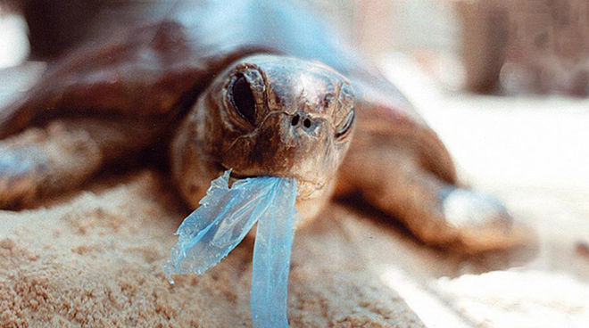 Les bosses biodegradables de iuca: la salvació dels oceans