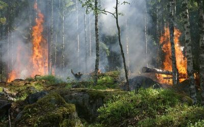 Incendis forestals i canvi climàtic: La importància de ser més ZEO