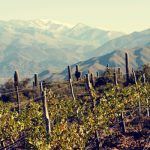 Las viñas cogen altura por el cambio climático