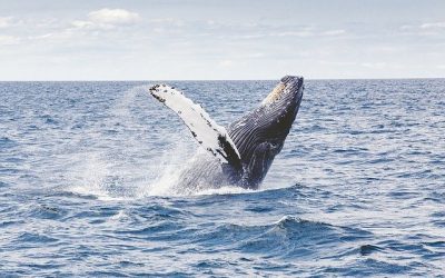 ¿Por qué las ballenas tienen un papel tan importante en la lucha contra el cambio climático?