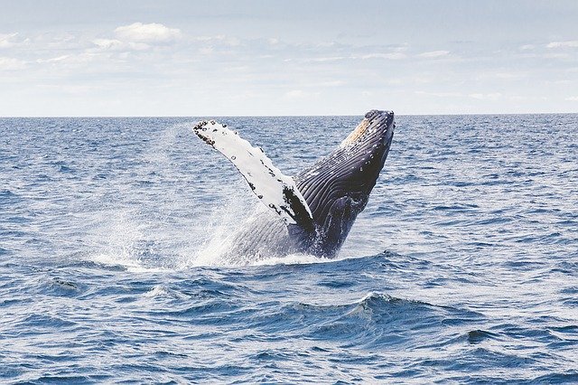 ¿Por qué las ballenas tienen un papel tan importante en la lucha contra el cambio climático?