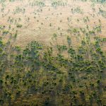 Una gran muralla verde en África para contrarrestar los efectos del cambio climático