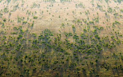 Una gran muralla verda a Àfrica per contrarestar els efectes del canvi climàtic
