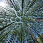 Els boscos són excel·lents embornals de CO2