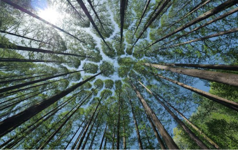 Els boscos són excel·lents embornals de CO2