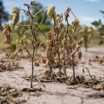 El sector agrícola será uno de los más castigados por el cambio climático