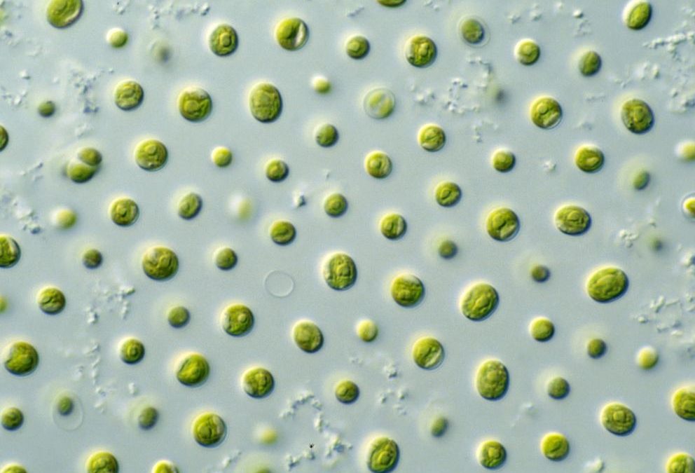 Capturar CO₂ mitjançant les algues podria ajudar-nos a frenar el canvi climàtic