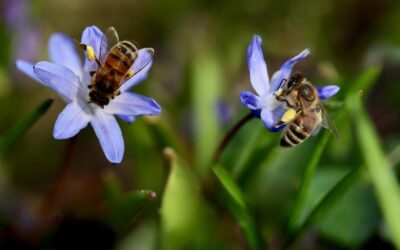 Primavera 2022: ¿Qué papel juegan los polinizadores en la lucha contra el cambio climático?
