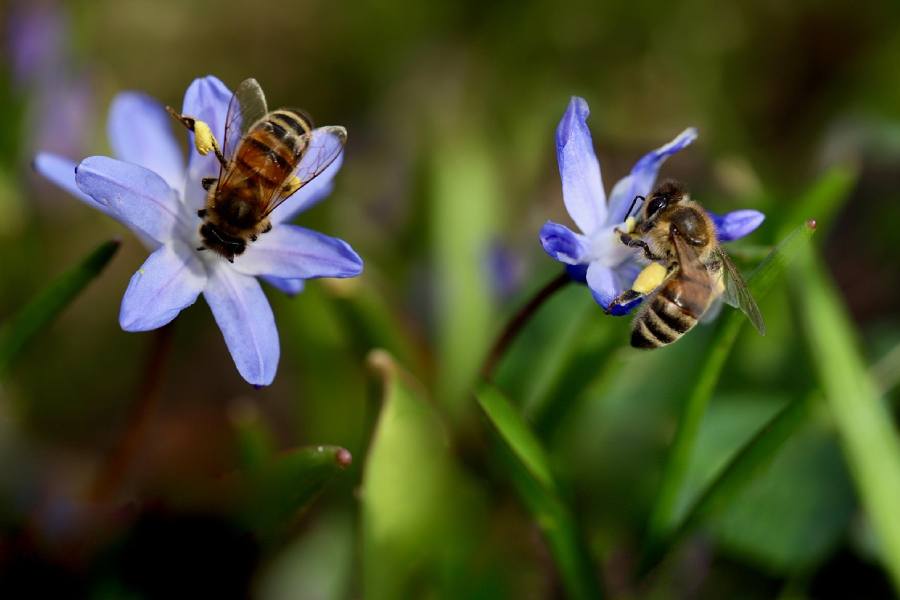 Primavera 2022: ¿Qué papel juegan los polinizadores en la lucha contra el cambio climático?