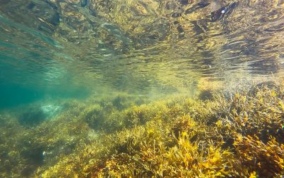 Carbono azul: compensación de emisiones mediante algas y plantas marinas