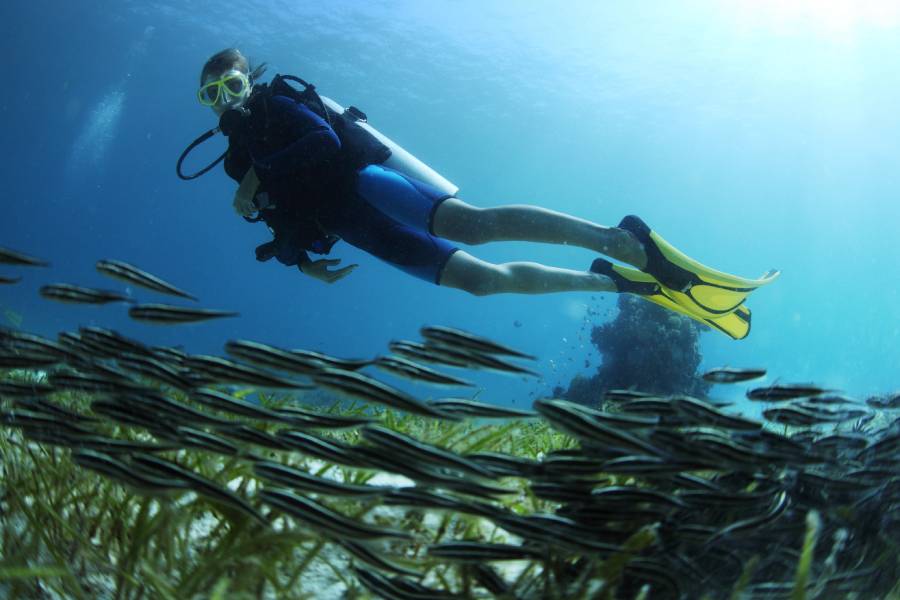 Busseig Sostenible: Com Gaudir dels Oceans sense Danyar-los