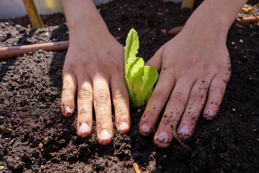 Boscos verticals: ciutats més verdes i saludables