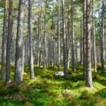 ayudar al medioambiente turismo voluntario