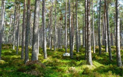Turismo de Voluntariado: Cómo Encontrar Proyectos Significativos para Ayudar al Medioambiente