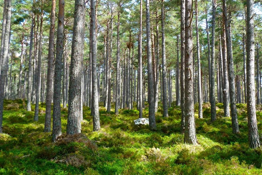 Turisme de Voluntariat: Com Trobar Projectes Significatius per a Ajudar al Medi ambient