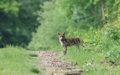 Rewilding: Restaurando ecosistemas para combatir el cambio climático