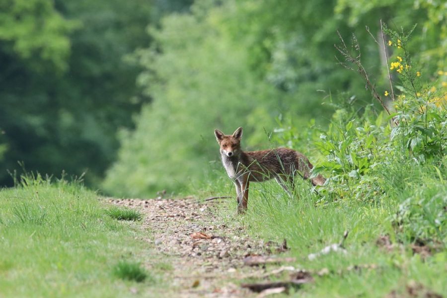 Rewilding: Restaurando ecosistemas para combatir el cambio climático