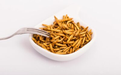 Insectos como alimento: una solución sostenible para la seguridad alimentaria