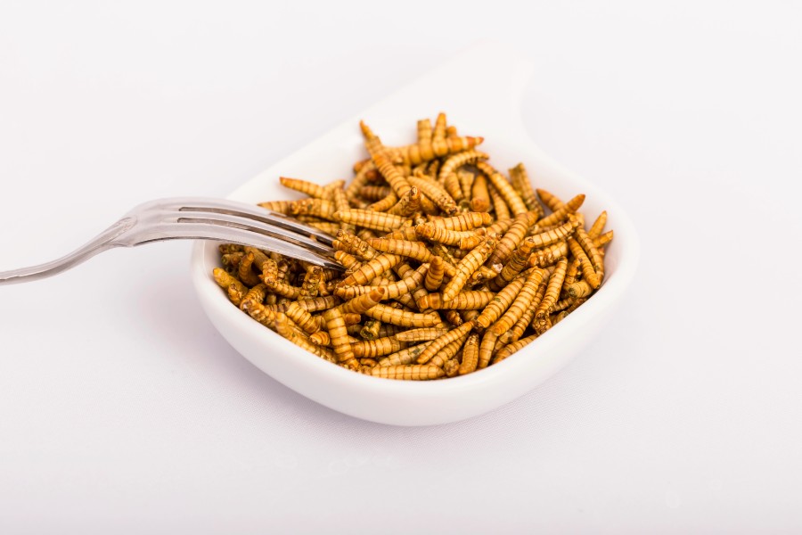 Insectos como alimento: una solución sostenible para la seguridad alimentaria