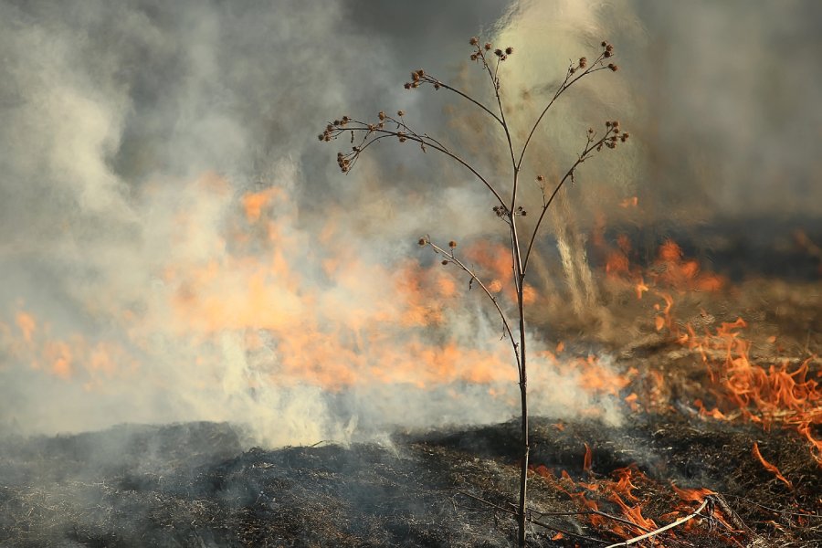incendios verano