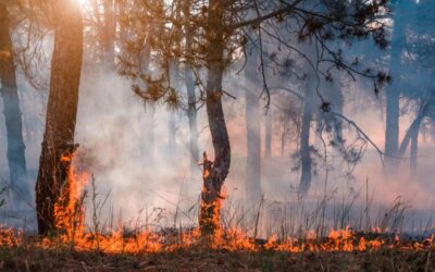 Quin impacte tenen els incendis d’estiu en el medi ambient i la societat?