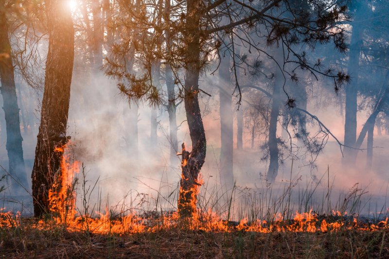 Quin impacte tenen els incendis d’estiu en el medi ambient i la societat?